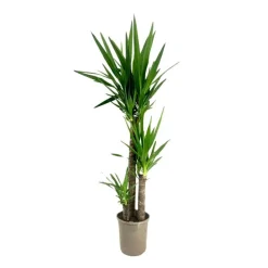 Palmlelie - Yucca elephantipes - Hoogte 130-140cm - ⌀24cm