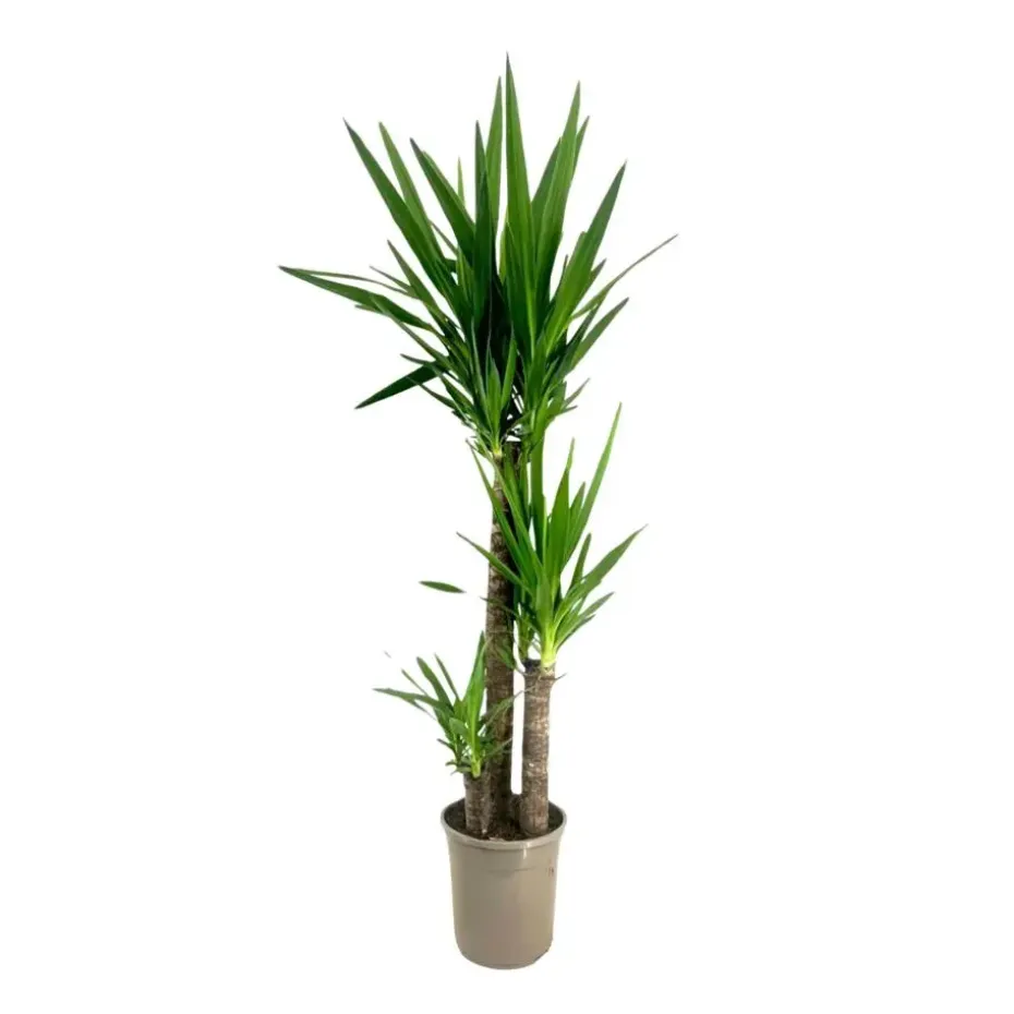 Palmlelie - Yucca elephantipes - Hoogte 130-140cm - ⌀24cm