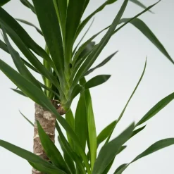 Palmlelie - Yucca elephantipes - Hoogte 130-140cm - ⌀24cm