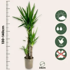 Palmlelie - Yucca elephantipes - Hoogte 130-140cm - ⌀24cm