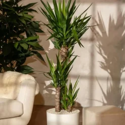 Palmlelie - Yucca elephantipes - Hoogte 130-140cm - ⌀24cm