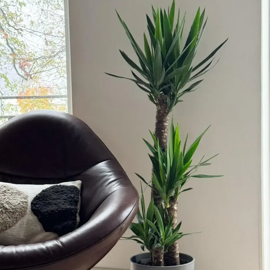 Palmlelie - Yucca elephantipes - Hoogte 130-140cm - ⌀24cm