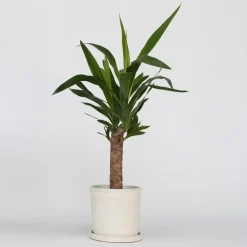 Palmlelie - Yucca elephantipes - Hoogte 50-60cm - ⌀14cm