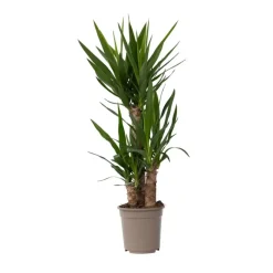 Palmlelie - Yucca elephantipes - Hoogte 70-80cm - ⌀21cm