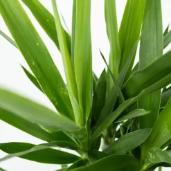 Palmlelie - Yucca elephantipes - Hoogte 70-80cm - ⌀21cm