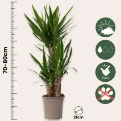 Palmlelie - Yucca elephantipes - Hoogte 70-80cm - ⌀21cm