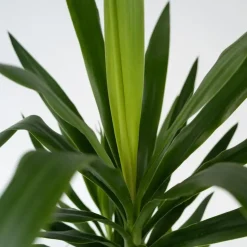 Palmlelie - Yucca elephantipes - Hoogte 70-80cm - ⌀21cm
