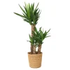 Palmlelie met mand - Yucca elephantipes - Hoogte 70-80cm - ⌀21cm