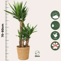 Palmlelie met mand - Yucca elephantipes - Hoogte 70-80cm - ⌀21cm