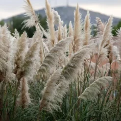 Pampasgras - Set van 6 - Cortaderia selloana - Hoogte 25-40cm - ⌀9cm