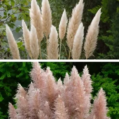 Pampasgras - Set van 6 - Cortaderia selloana - Hoogte 25-40cm - ⌀9cm