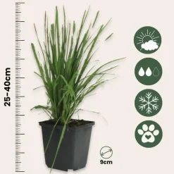 Pampasgras - Set van 6 - Cortaderia selloana - Hoogte 25-40cm - ⌀9cm