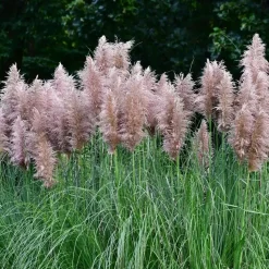Pampasgras - Set van 6 - Cortaderia selloana - Hoogte 25-40cm - ⌀9cm
