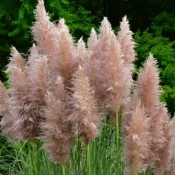 Pampasgras - Set van 6 - Cortaderia selloana - Hoogte 25-40cm - ⌀9cm