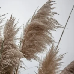 Pampasgras - Set van 6 - Cortaderia selloana - Hoogte 25-40cm - ⌀9cm