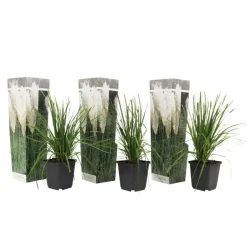 Pampasgras - Set van 3 - Cortaderia selloana - Hoogte 25-40cm - ⌀9cm