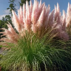 Pampasgras - Set van 3 - Cortaderia selloana - Hoogte 25-40cm - ⌀9cm