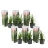 Pampasgras - Set van 6 - Cortaderia selloana - Hoogte 25-40cm - ⌀9cm