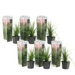 Pampasgras - Set van 6 - Cortaderia selloana - Hoogte 25-40cm - ⌀9cm