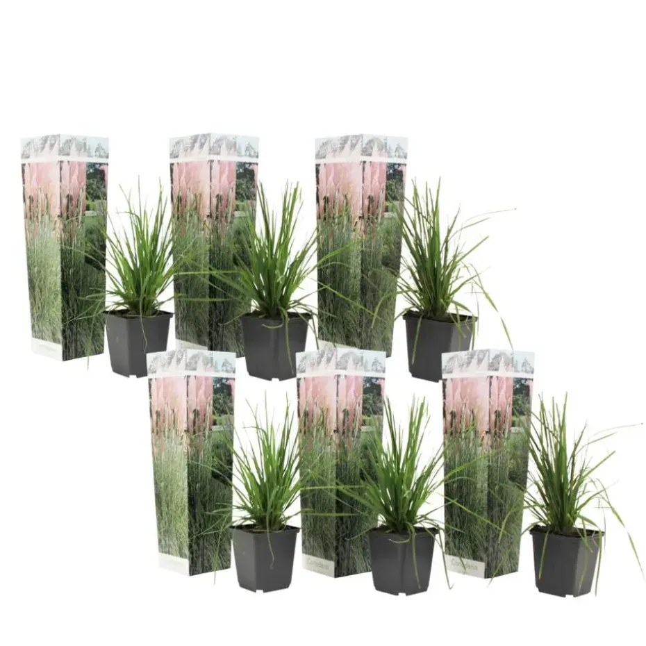 Pampasgras - Set van 6 - Cortaderia selloana - Hoogte 25-40cm - ⌀9cm