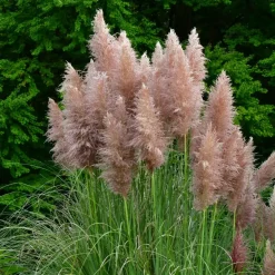 Pampasgras - Set van 6 - Cortaderia selloana - Hoogte 25-40cm - ⌀9cm