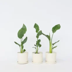 Paradijsvogelbloem - Set van 3 - Strelitzia reginea - Hoogte 25-40cm - ⌀9cm