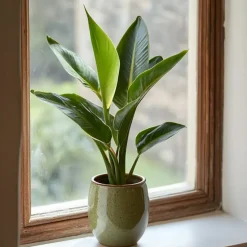 Paradijsvogelbloem - Set van 3 - Strelitzia reginea - Hoogte 25-40cm - ⌀9cm