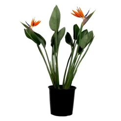 Paradijsvogelbloem - Strelitzia reginae - met bloemen - Hoogte 70-100cm - Ø19cm