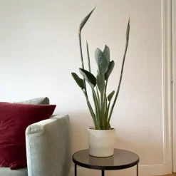 Paradijsvogelbloem - Strelitzia reginae - met bloemen - Hoogte 70-100cm - Ø19cm