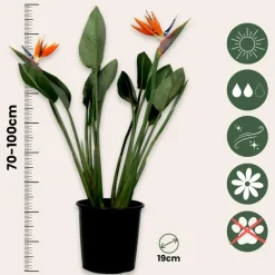 Paradijsvogelbloem - Strelitzia reginae - met bloemen - Hoogte 70-100cm - Ø19cm
