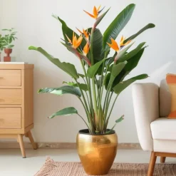 Paradijsvogelbloem - Strelitzia reginae - met bloemen - Hoogte 70-100cm - Ø19cm