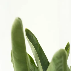 Paradijsvogelplant - Strelitzia nicolai - Hoogte 55-70cm - ⌀17cm