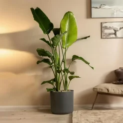 Paradijsvogelplant - Strelitzia nicolai - Hoogte 55-70cm - ⌀17cm