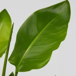 Paradijsvogelplant - Strelitzia nicolai - Hoogte 55-70cm - ⌀17cm