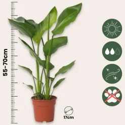 Paradijsvogelplant - Strelitzia nicolai - Hoogte 55-70cm - ⌀17cm