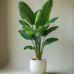 Paradijsvogelplant - Strelitzia nicolai - Hoogte 55-70cm - ⌀17cm