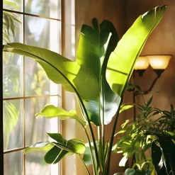 Paradijsvogelplant - Strelitzia nicolai - Hoogte 55-70cm - ⌀17cm