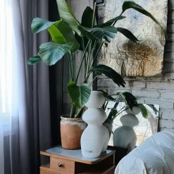 Paradijsvogelplant - Strelitzia nicolai - Hoogte 55-70cm - ⌀17cm