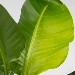 Paradijsvogelplant - Strelitzia nicolai - Hoogte 55-70cm - ⌀17cm