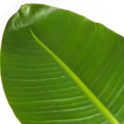 Paradijsvogelplant - Strelitzia nicolai - Hoogte 55-70cm - ⌀17cm