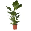Paradijsvogelplant - Strelitzia nicolai - Hoogte 150-170cm - ⌀28cm