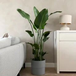 Paradijsvogelplant - Strelitzia nicolai - Hoogte 150-170cm - ⌀28cm