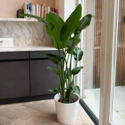 Paradijsvogelplant - Strelitzia nicolai - Hoogte 150-170cm - ⌀28cm