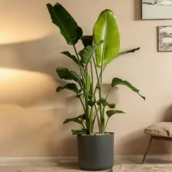 Paradijsvogelplant - Strelitzia nicolai - Hoogte 150-170cm - ⌀28cm