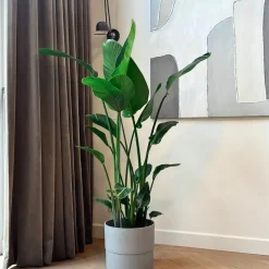 Paradijsvogelplant - Strelitzia nicolai - Hoogte 150-170cm - ⌀28cm