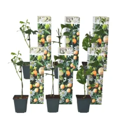 Passiebloem - Set van 6 - Passiflora edulis 'Frederick' - Hoogte 25-40cm - ⌀9cm
