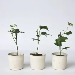 Passiebloem - Set van 6 - Passiflora edulis 'Frederick' - Hoogte 25-40cm - ⌀9cm