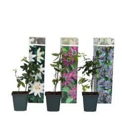 Passiebloem - Set van 3 - Passiflora hybridum - Hoogte 25-40cm - ⌀9cm