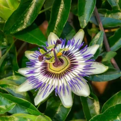 Passiebloem - Set van 3 - Passiflora hybridum - Hoogte 25-40cm - ⌀9cm