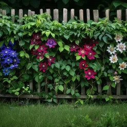 Passiebloem - Set van 3 - Passiflora hybridum - Hoogte 25-40cm - ⌀9cm